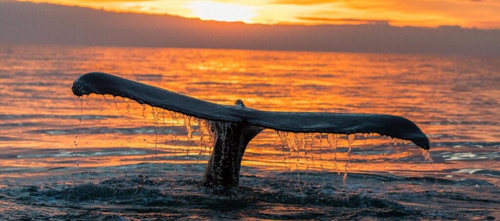 Humpback whales ( Megaptera novaeangliae ), the gentle giants of our ocean, displaying a wonderful and active behaviour in the Atlantic Ocean, in the Skaljfandi Bay, Husavik, Iceland.