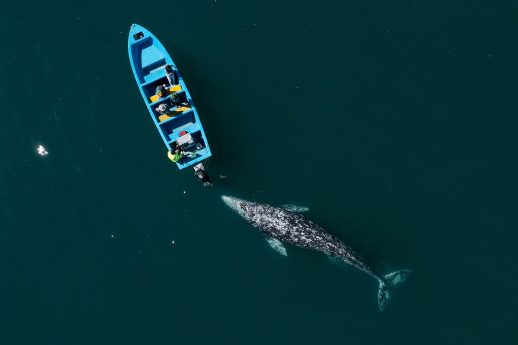 Stunning drone view of gray whale following boat with tourists. Whale watching tour in Guerrero Negro