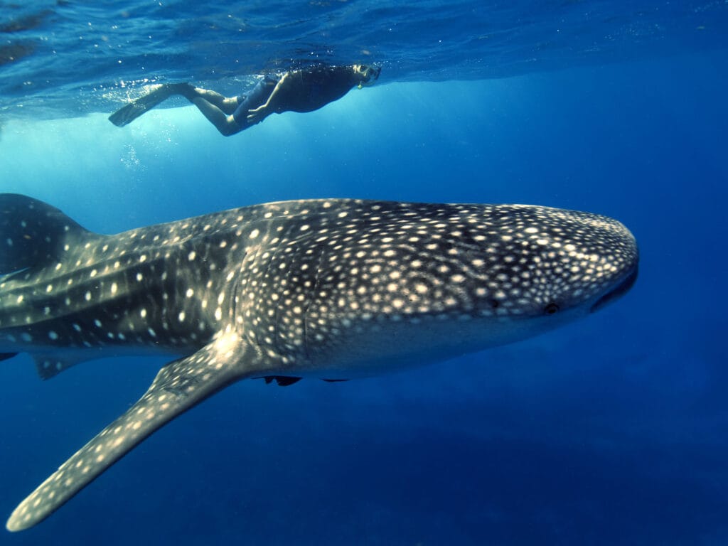 A whale shark swimming just below the surface of the sea with a snorkeler swimming along side